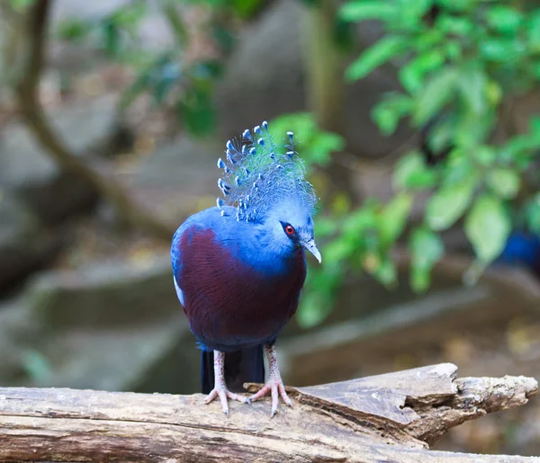 Exotic Bird Goura Victoria — Stock Photo, Image