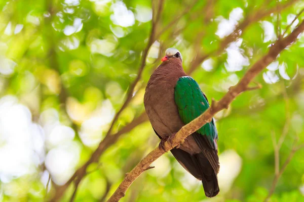 Pomba de esmeralda de pássaro — Fotografia de Stock