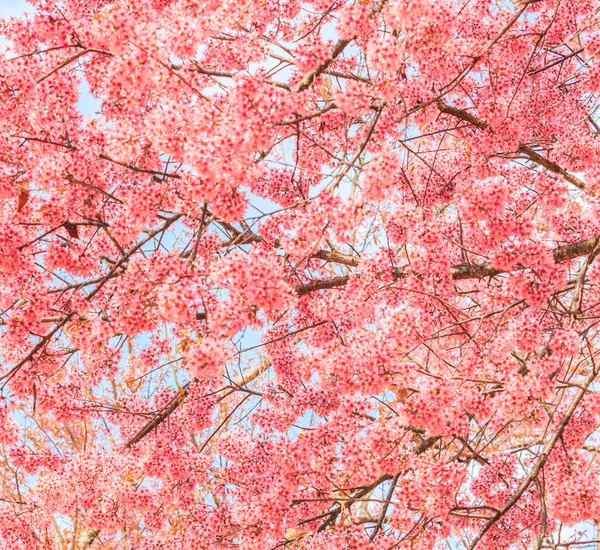 盛开的樱花树 — 图库照片