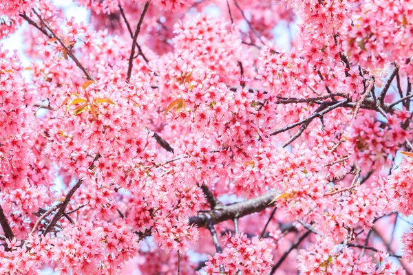 Bloeiende sakura bomen — Stockfoto