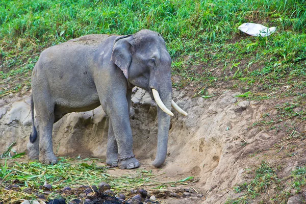 Éléphant sauvage de Thaïlande — Photo