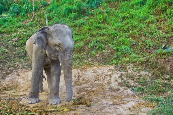 Vilda Thailand elefant — Stockfoto