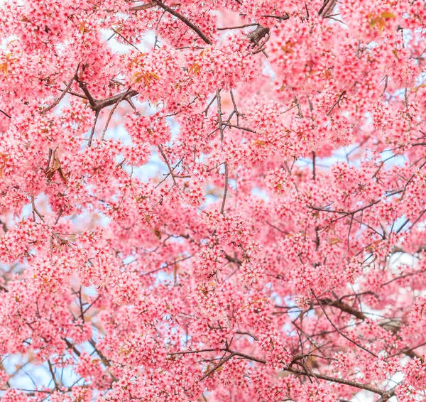 Blühende Sakura-Bäume — Stockfoto