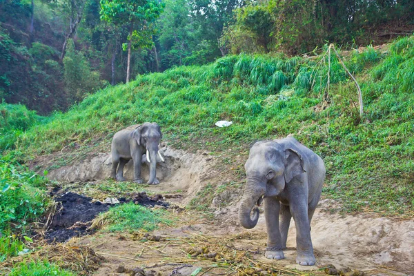 Дикие слоны Таиланда — стоковое фото