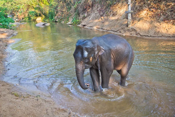 Show Elephant bath in Thailand — Stock Photo, Image