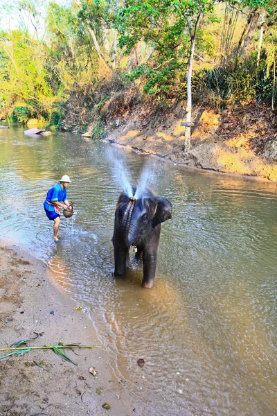 Show Elephant bath in Thailand — Stock Photo, Image