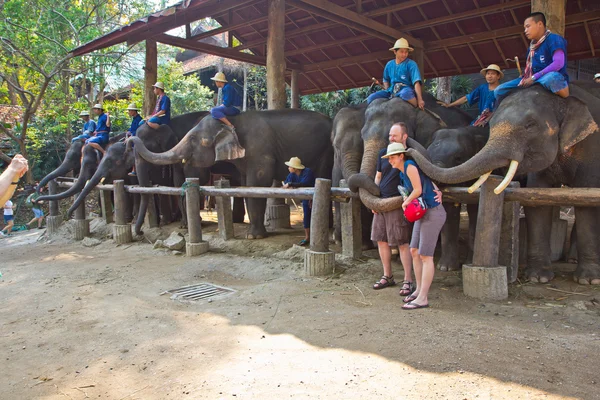 Тайцы на слонах ждут туристов — стоковое фото