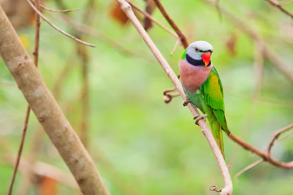 Papagaio bonito colorido — Fotografia de Stock