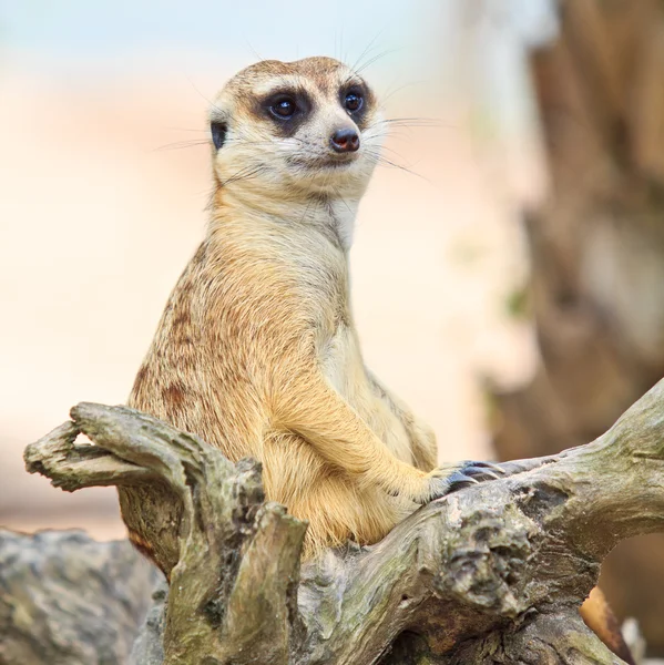 Άγριο ζώο Meerkat — Φωτογραφία Αρχείου