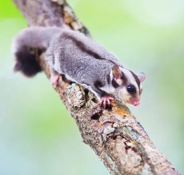 Beautiful sugar glider — Stock Photo, Image