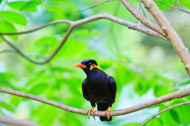 ortak hill myna kuş