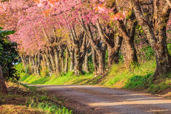 Sakura or cherry blossom on road in Thailand — Stock Photo, Image