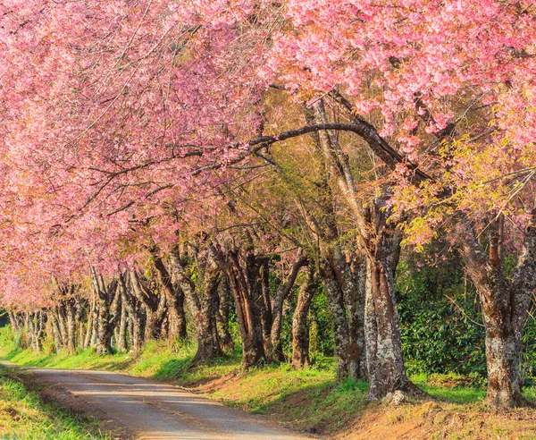 Sakura or cherry blossom on road in Thailand — Stock Photo, Image