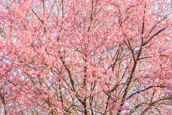 Дивовижний краєвид з вишневим цвітом і сакурою — стокове фото
