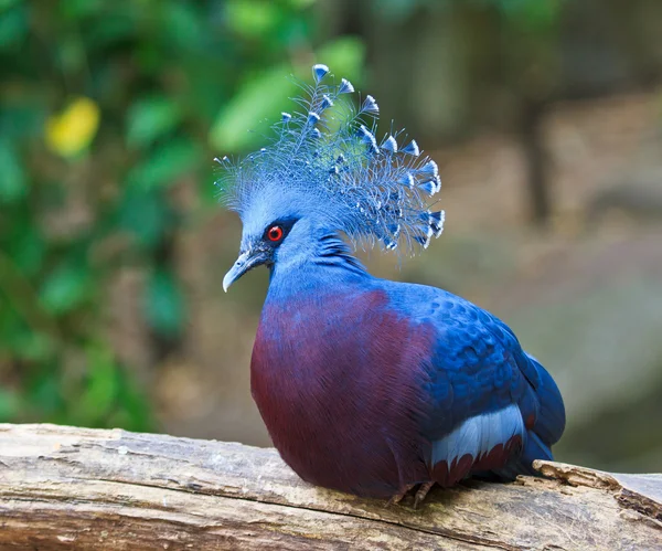 Exotic Bird Goura Victoria — Stock Photo, Image