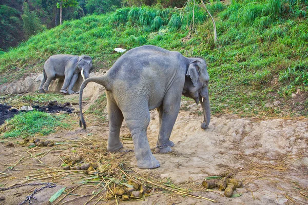 Éléphants sauvages en Thaïlande — Photo