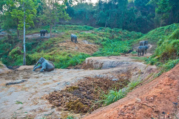 Дикие слоны в Таиланде — стоковое фото