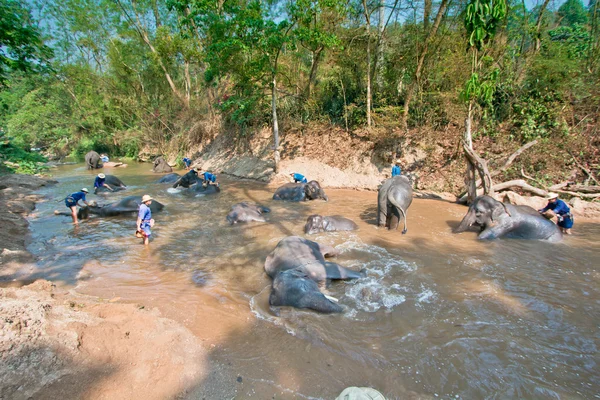 Показать баню слонов в Таиланде — стоковое фото