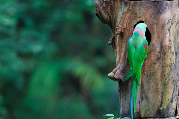 Papagaio colorido bonito — Fotografia de Stock