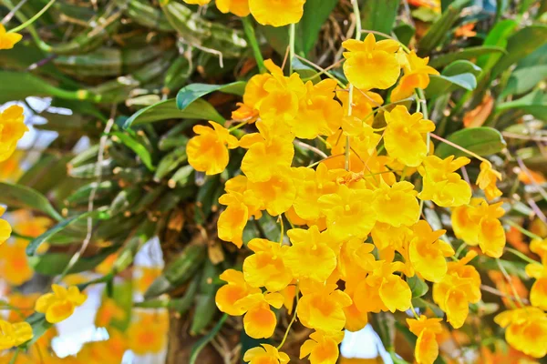 Hermosas flores de orquídea — Foto de Stock