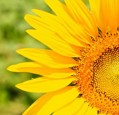 Güzel Sarı Ayçiçeği 