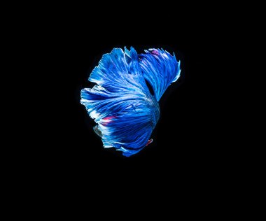 Mavi Siyam Balığı 