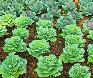 Taze yeşil marul Bahçe 