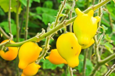 Patlıcan solanum mammosum bitkiler