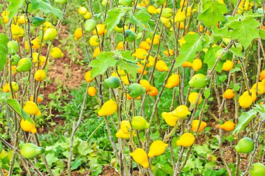 Patlıcan solanum mammosum bitkiler