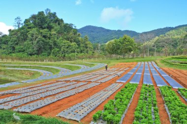 Taze yeşil sebze araziler 