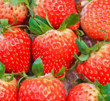 Kırmızı olgun çilek 