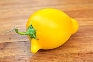 Patlıcan solanum mammosum bitki