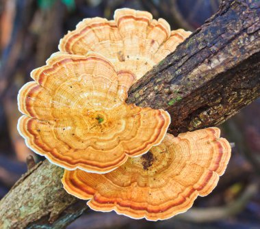 Doğa kahverengi mantar 