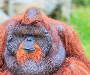 Hayvanat Bahçesi şirin kahverengi orangutan 