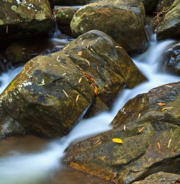 şelale orman Milli Parkı'nda