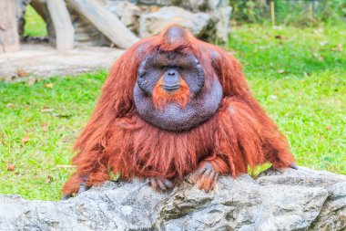 Hayvanat Bahçesi şirin kahverengi orangutan 