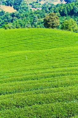 çay plantasyon Tayland 