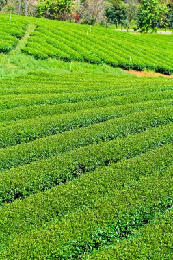 çay plantasyon Tayland 