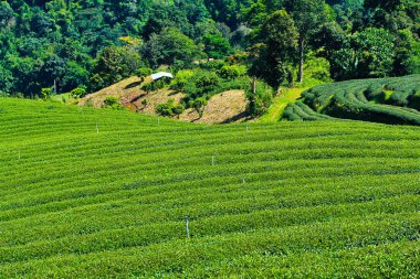 çay plantasyon Tayland 