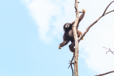 Ağaç dalı üzerinde şirin jibon 