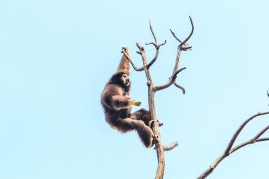 Ağaç dalı üzerinde şirin jibon 