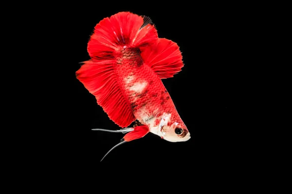 Ikan merah siam pertempuran — Stok Foto