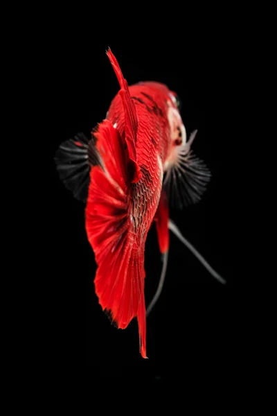 Peixe vermelho siamês de combate — Fotografia de Stock