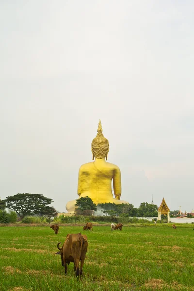 Grande estátua de buddha em Wat muang — Fotografia de Stock