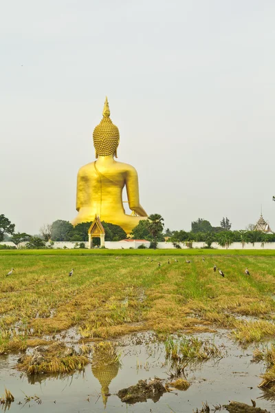 Grande estátua de buddha em Wat muang — Fotografia de Stock