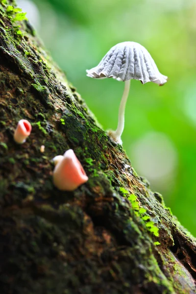 White mushroom in forest — Stock Photo, Image