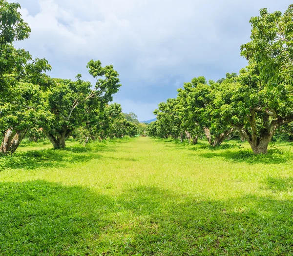 Liczi lub liczi orchard — Zdjęcie stockowe