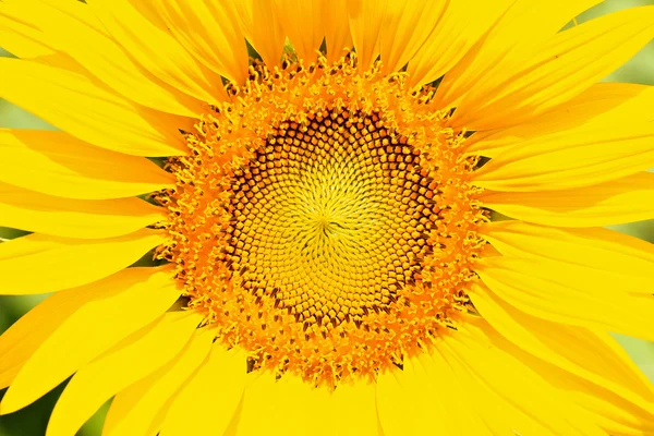 Schöne gelbe Sonnenblume — Stockfoto