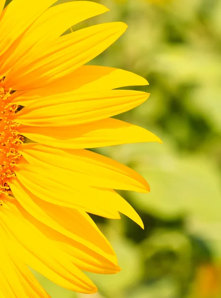 Schöne gelbe Sonnenblume — Stockfoto