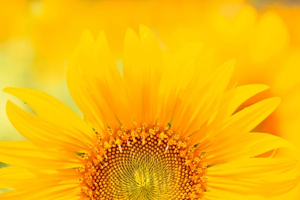 Frumos floarea-soarelui galben — Fotografie, imagine de stoc